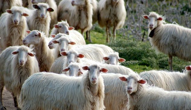 Protesta dei pastori sardi, la solidarietà dei commercianti sangavinesi