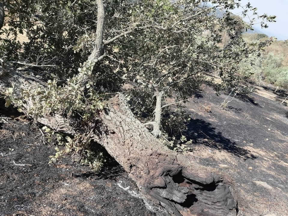 Incendi, pesante il tributo delle aziende agricole