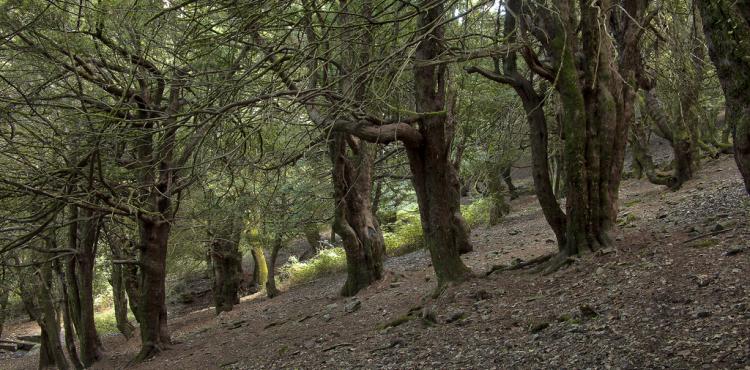 Coldiretti, in Sardegna chiesto lo stato di calamità per gli incendi