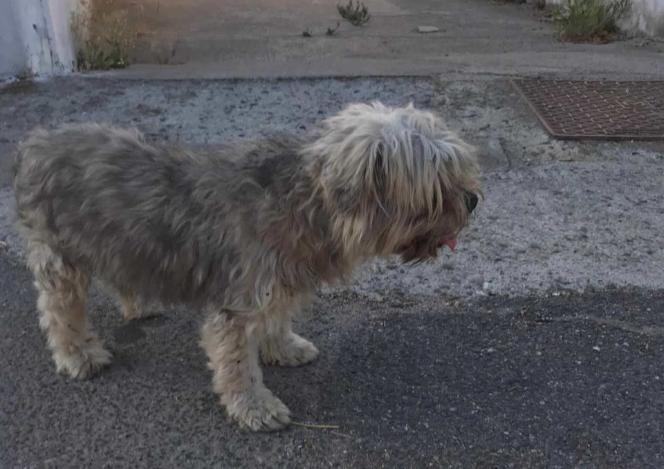Trovato cane a San Gavino, si cercano i proprietari
