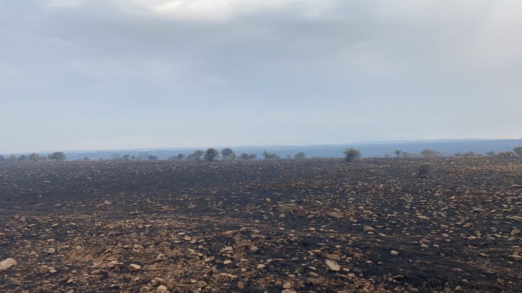 Incendi in Sardegna, campagne sotto assedio: oltre ai boschi persi bestiame, fienili e pascoli