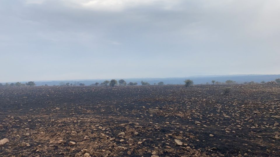 Incendi in Sardegna, campagne sotto assedio: oltre ai boschi persi bestiame, fienili e pascoli