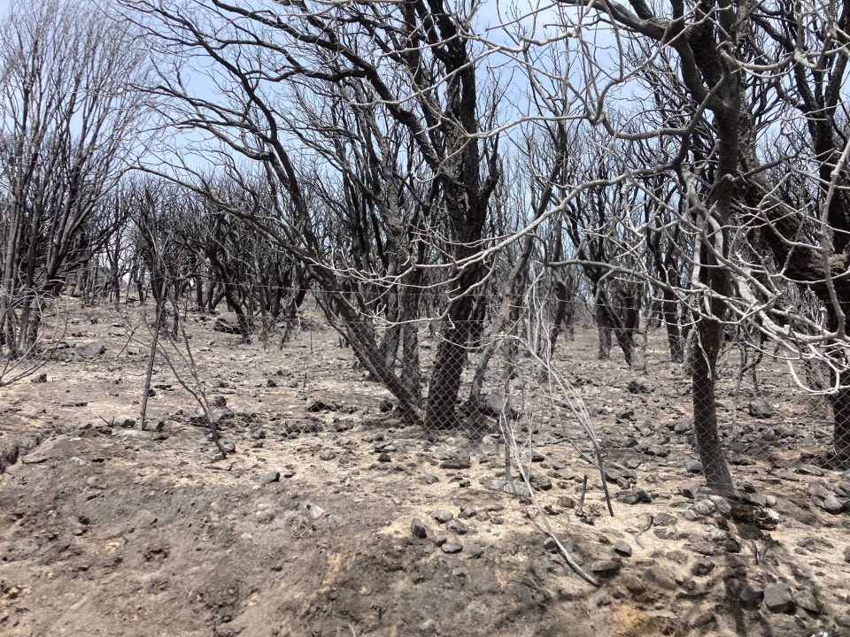 Incendi in Sardegna, Coldiretti: "Subito indennizzi e innalzamento limiti pascolamento"