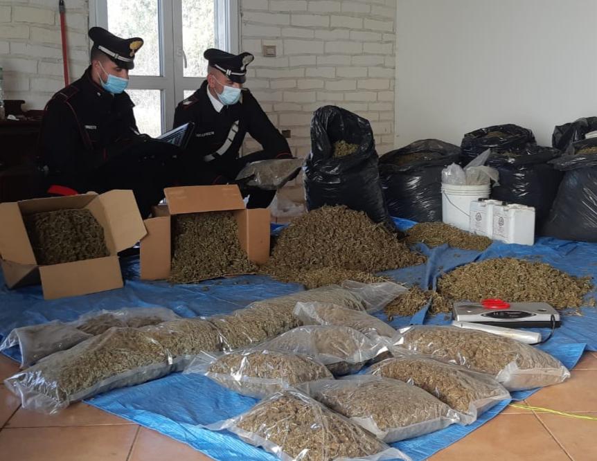 Villasor, 2 arresti per produzione di cannabis: sequestro di 35 kg di marijuana