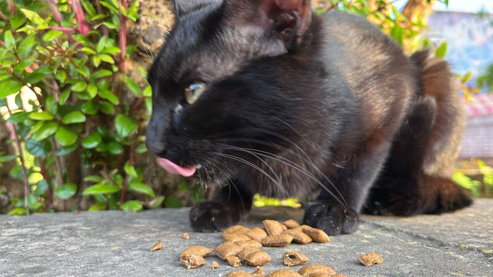 San Gavino, gattino smarrito cerca i suoi padroncini