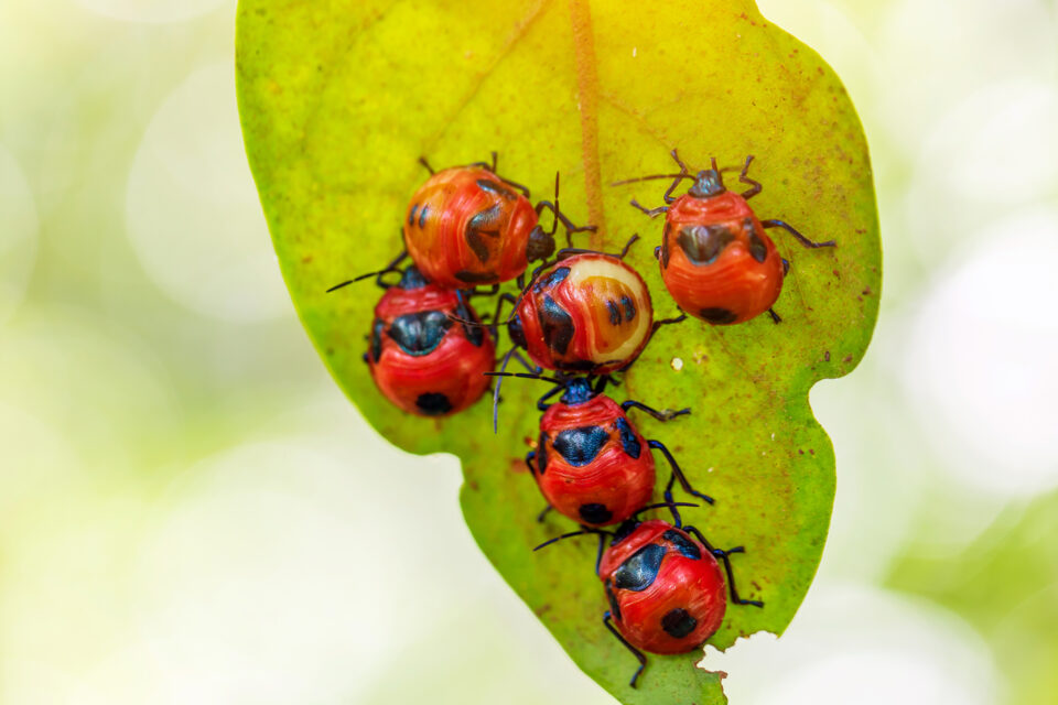 Coccinelle - biofabbrica di insetti utili